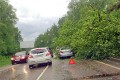 На Пятницком шоссе образовалась «бордовая» пробка из-за упавшего на машину дерева